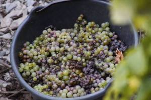 Collecting healthy and slightly shrivelled grapes
