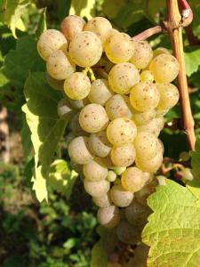 Healthy Riesling Grape Cluster in Ockfener Bockstein