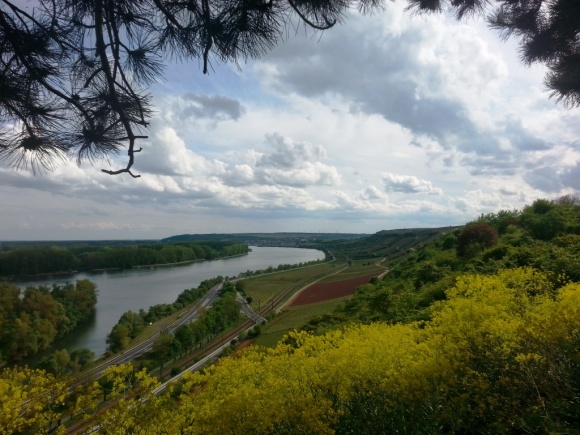 Overlooking the vineyards along the Rhine towards Nierstein. The yellow plants are rapeseed.