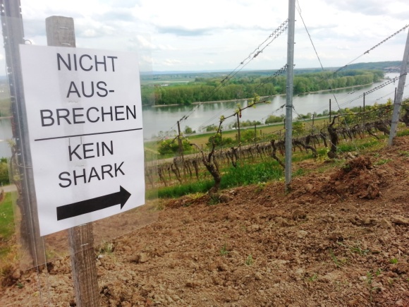 We were relieved there was not a single "shark" in the vineyards ("kein" means "no").